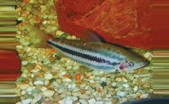 Рыбка с признаками циклохетоза