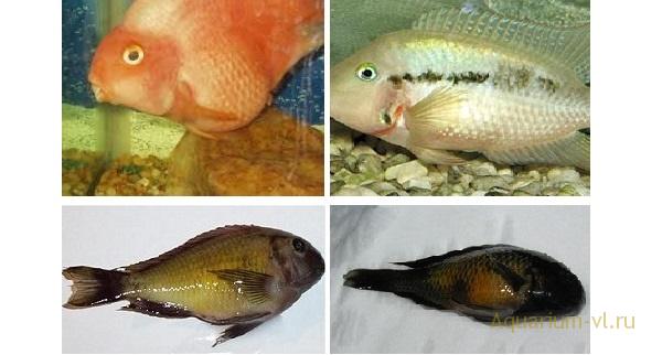 болезни пресноводных рыб