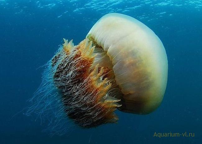 Акриловые аквариумы карусельного типа — для содержания медуз