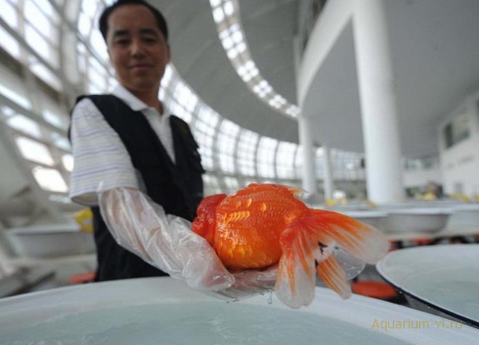 В Фучжоу конкурс рыбок