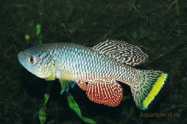 fish Nothobranchius kadleci