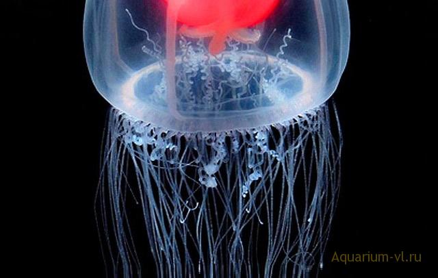 Turritopsis dohrnii медуза