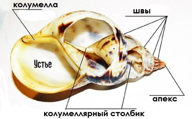 Строение улитки. Строение раковины улитки ахатины. Строение панциря улитки ахатина. Улитка ахатина анатомия. Строение улиток ахатин.