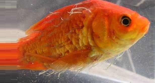 Лернеоз на золотой рыбке