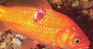 Золотая рыбка с язвенной болезнью
