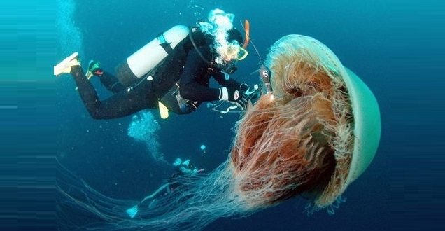 гигантские медузы