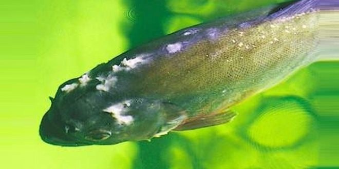 Апиозомоз аквариумных рыб