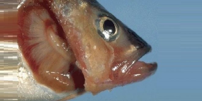 Бранхиомикоз болезнь рыб