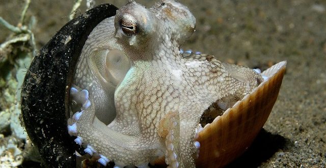 осьминогов называют «приматами моря»