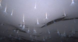 актинии в ледяных водах Антарктики