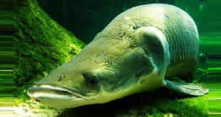 новые вида рыб Амазонки