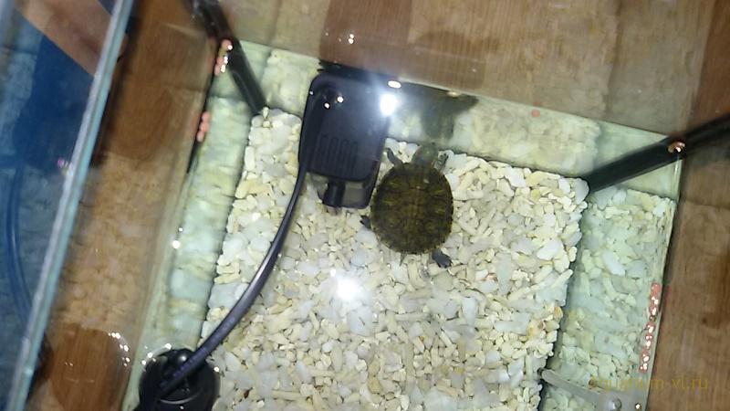 красноухая черепаха 8 см