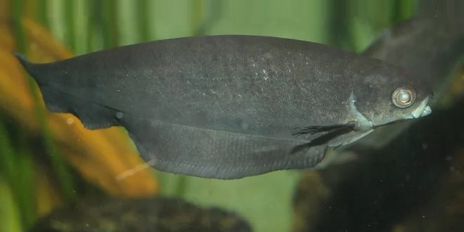 Африканская рыба-нож