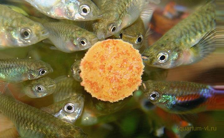 Живой корм для рыбок — виды, хранение, кормление и создание