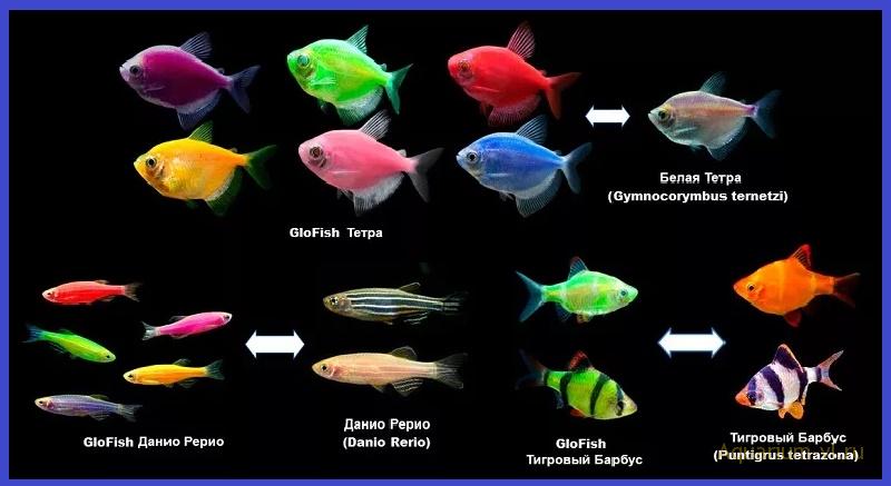 Флюоресцирующие аквариумные рыбки