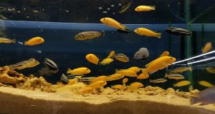 Количество рыбок в аквариуме