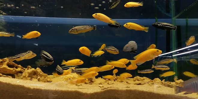 Количество рыбок в аквариуме