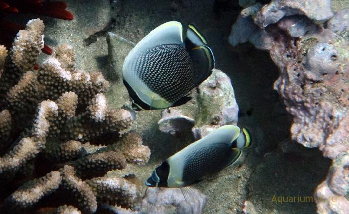 Reticulated butterflyfish