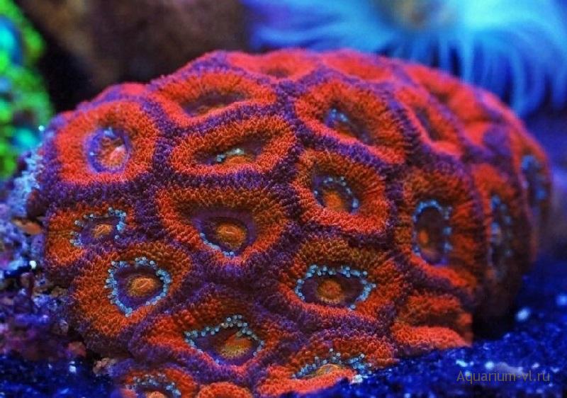 Внешний вид коралл Акантастрея