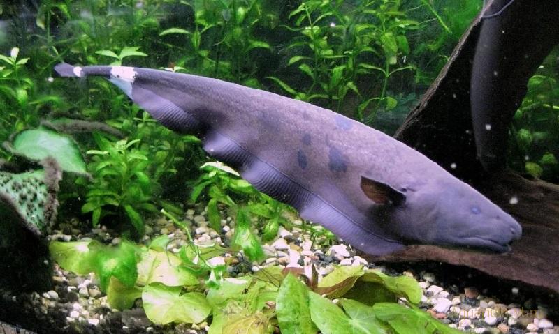 Размножение Black Ghost Knifefish