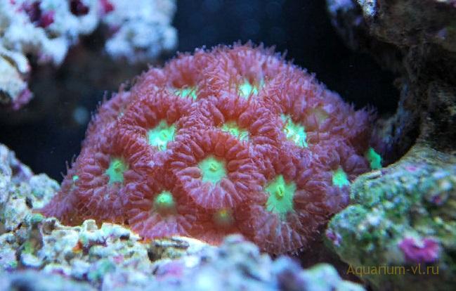 Кормление кораллов Бластомусса