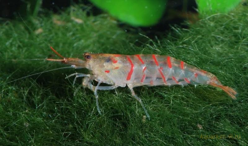 Tiger Shrimp – креветки в аквариуме нетребовательные