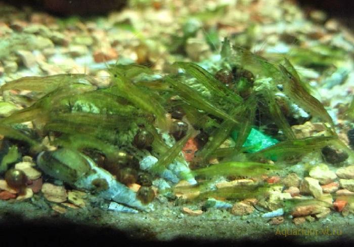 Темно-зеленый (Green Shrimp)