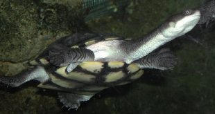 Змеиношейная черепаха