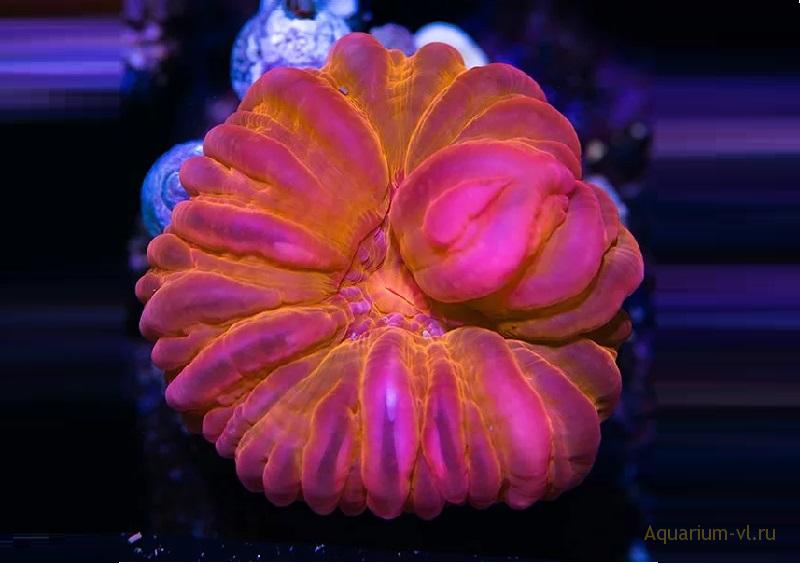 Содержание кораллов цинарина