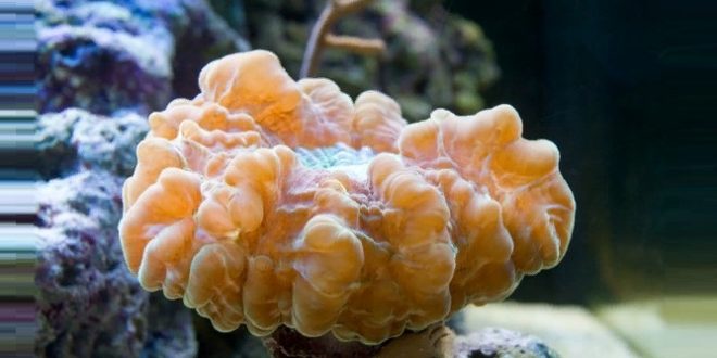 Мадрепоровый коралл цинарина