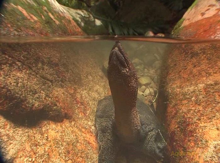 Догания – серовато-коричневая черепаха с крупной головой