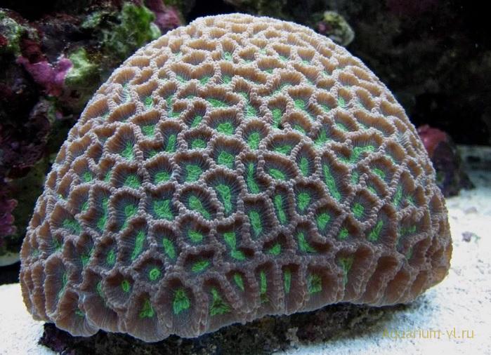 Содержание кораллов в аквариуме