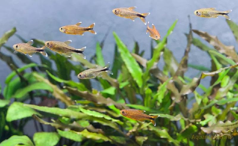 Размножение аквариумной рыбки Хасемания