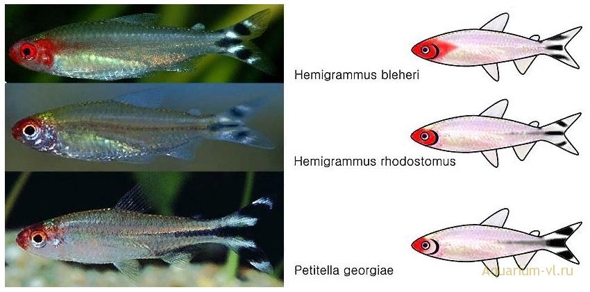 Фотографии аквариумных рыбок Хемиграммус Блехера