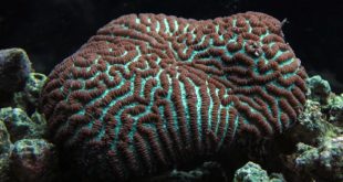 Лептория, коралл-мозговик