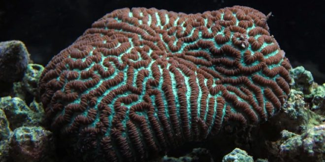 Лептория, коралл-мозговик