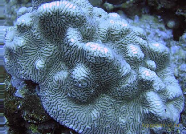 Содержание кораллов в аквариуме
