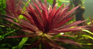 Аквариумное растение Лимнофила ароматная