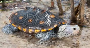 Бугорчатая черепаха «Террапин»