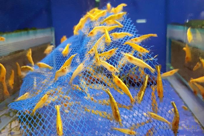 Жёлтая аквариумная креветка