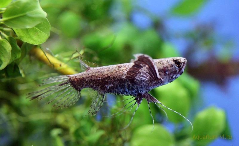 Пантодон, рыба бабочка