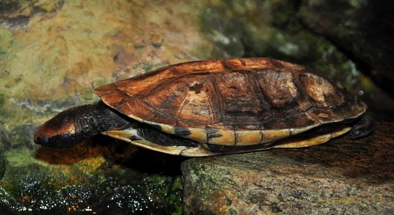 Плоская черепаха Чако: особенности и характеристики