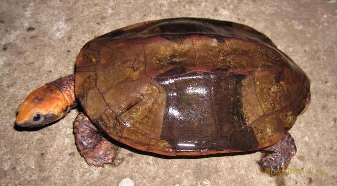 Красноголовая плоская черепаха