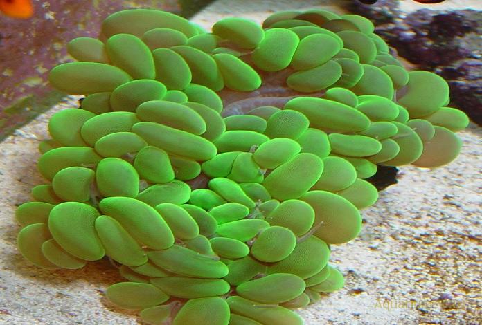 Пузырчатый коралл