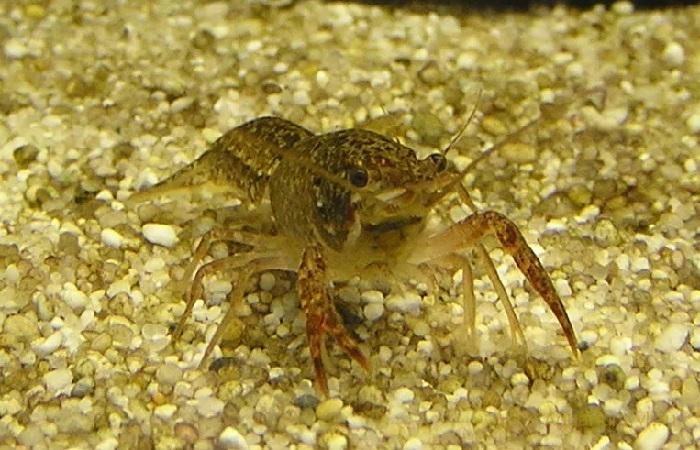Procambarus cubensis