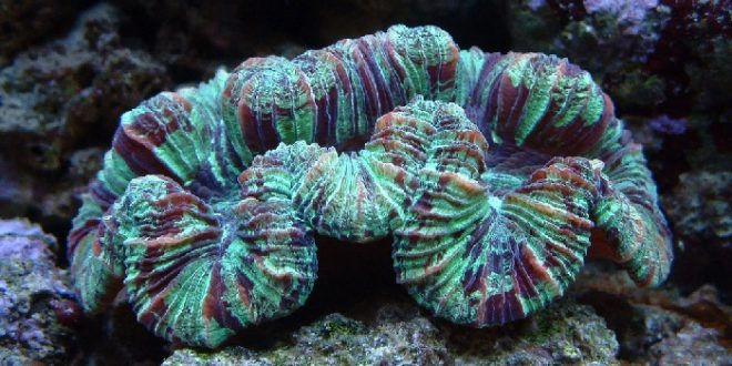 Трахифиллия морской коралл