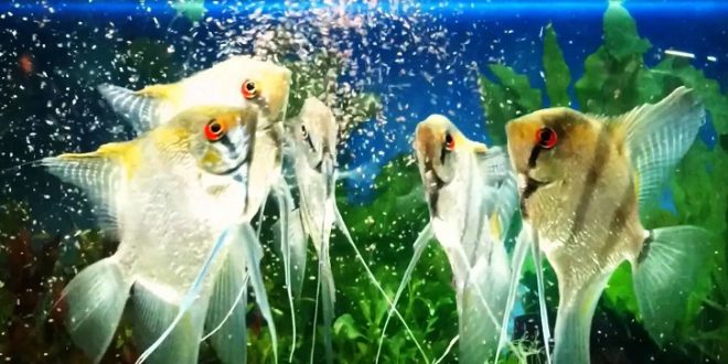 Нормы кормления аквариумных рыбок