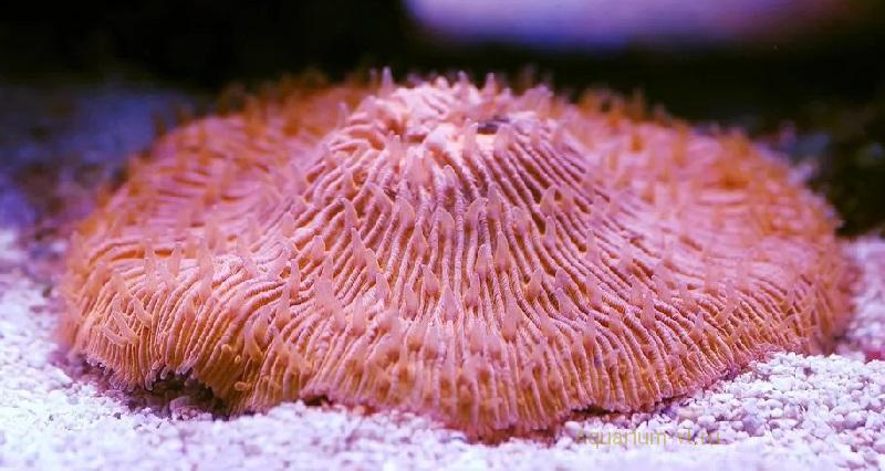 Фунгия, грибовидный коралл