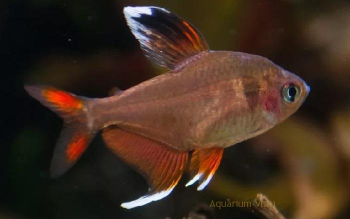 Хифессобриконы Робертса – красивые, подвижные, стайные аквариумные рыбки