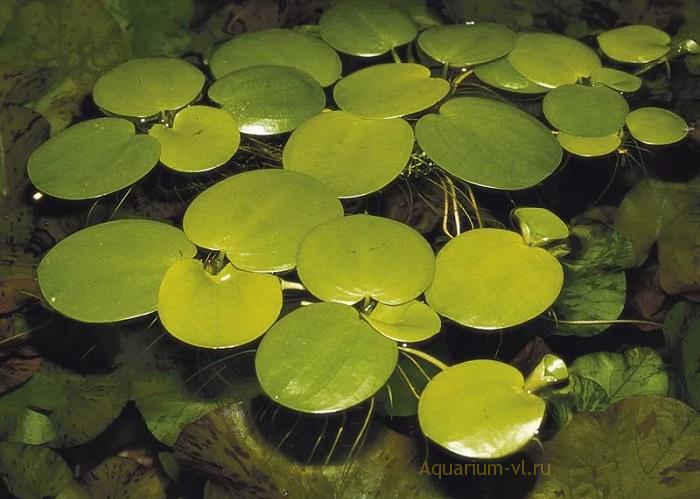 Аквариумное растение Лимнобиум гладкий